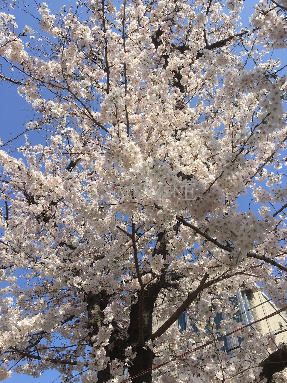 Bild aus dem Land der aufgehenden Sonne