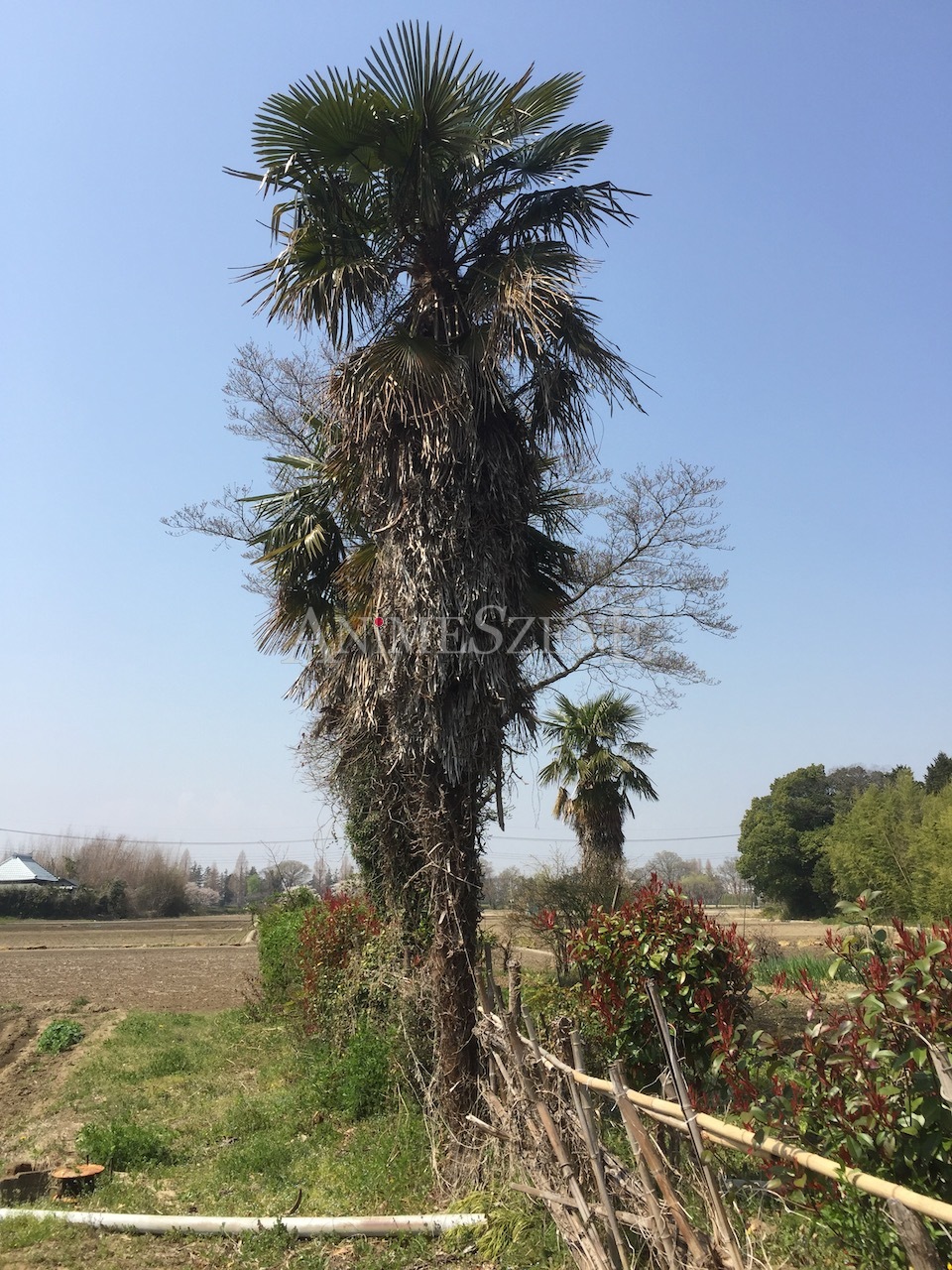 Bild aus dem Land der aufgehenden Sonne