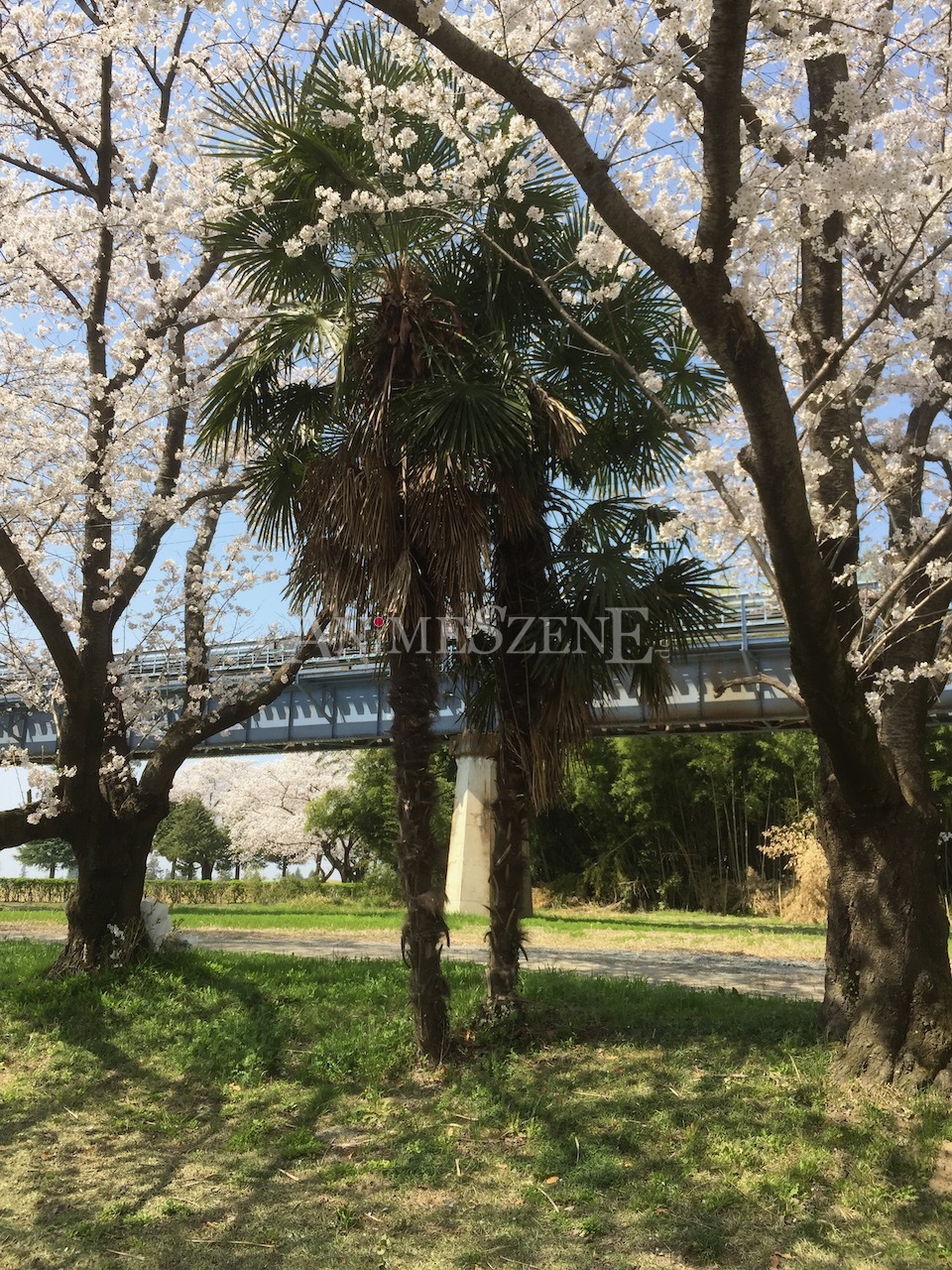 Bild aus dem Land der aufgehenden Sonne