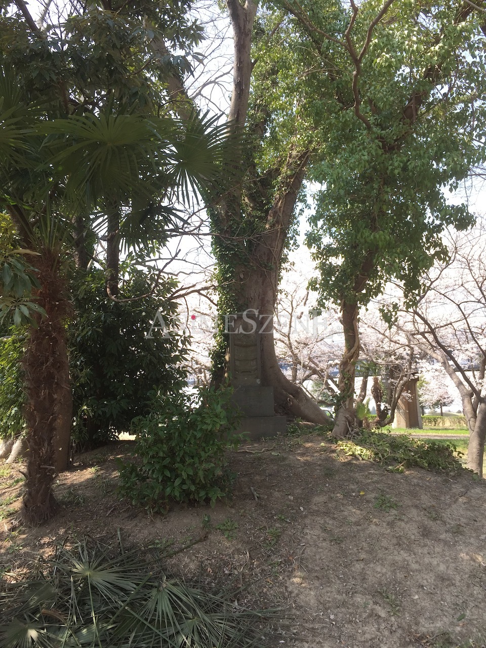 Bild aus dem Land der aufgehenden Sonne