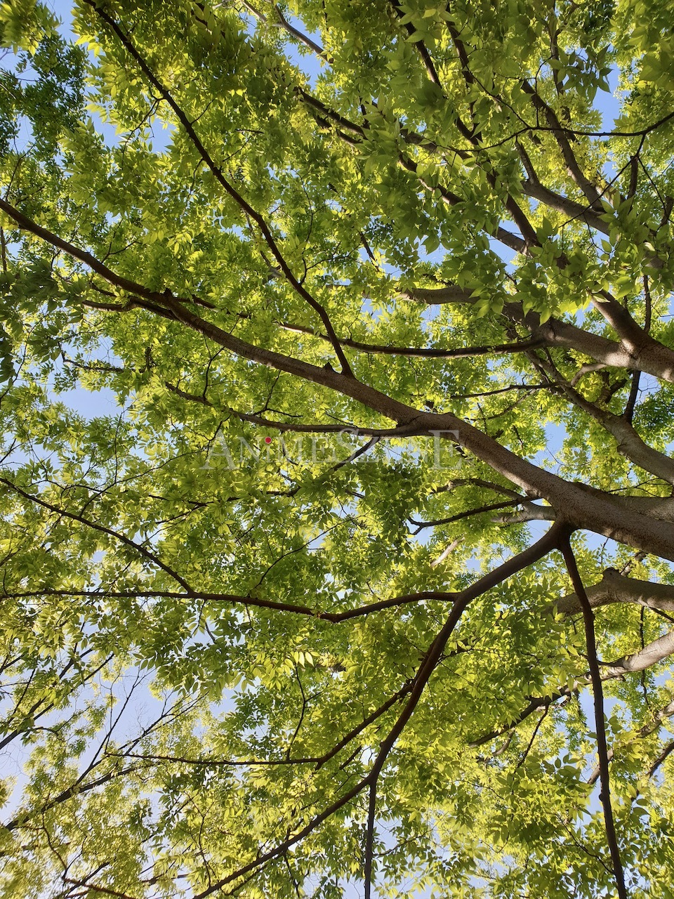 Bild aus dem Land der aufgehenden Sonne