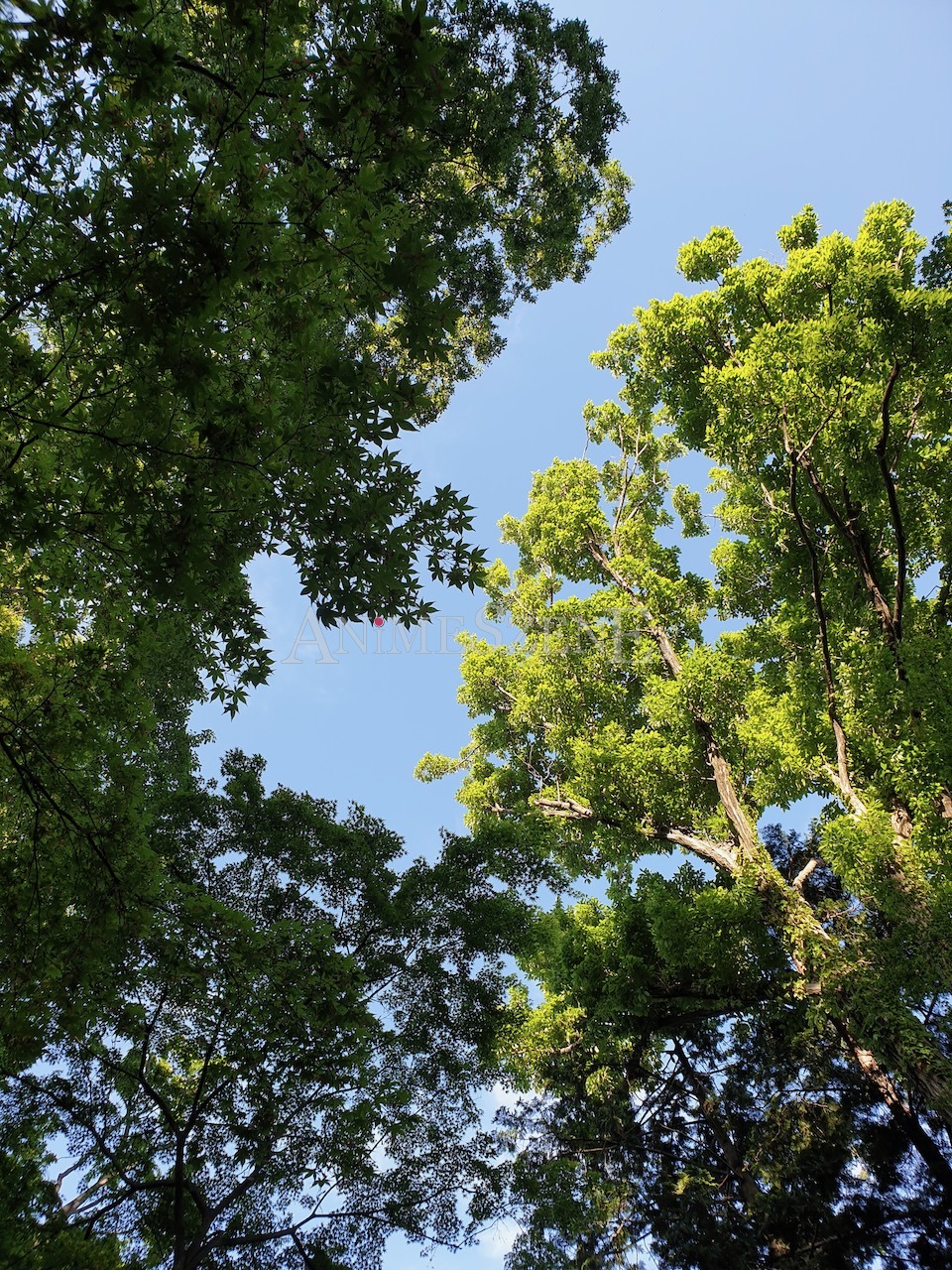 Bild aus dem Land der aufgehenden Sonne