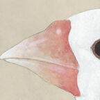 weißer Vogel mit rotem Schnabel 