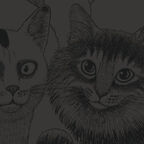 schwarzweißes Cover mit Katzen